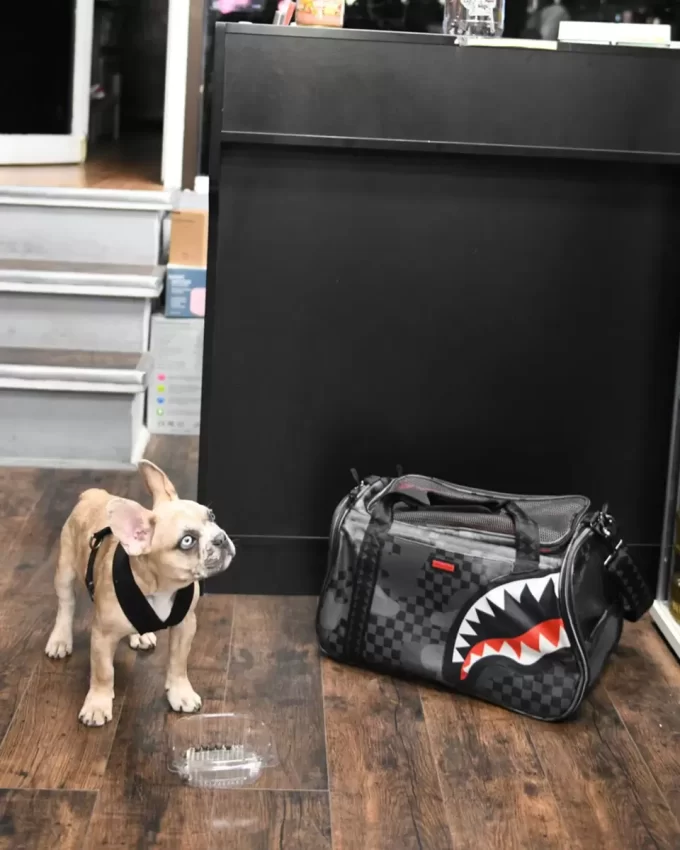 3AM PET CARRIER 3AM PET CARRIER